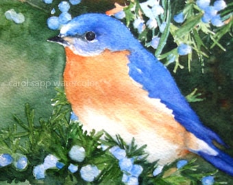 bluebird watercolor painting art archival print of watercolor painting 5" x 7"