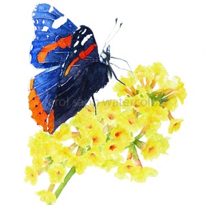 butterfly watercolor-butterfly flowers painting-flower painting-flower art-floral painting-archival print-botanical art-botanical watercolor