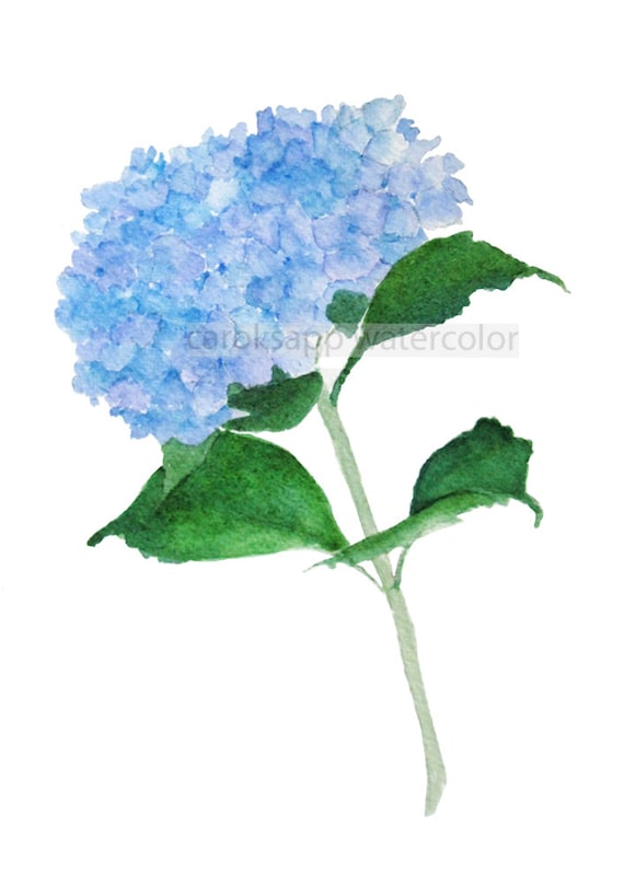 Verde hortensia acuarela-azul hortensia pintura-pintura de - Etsy España