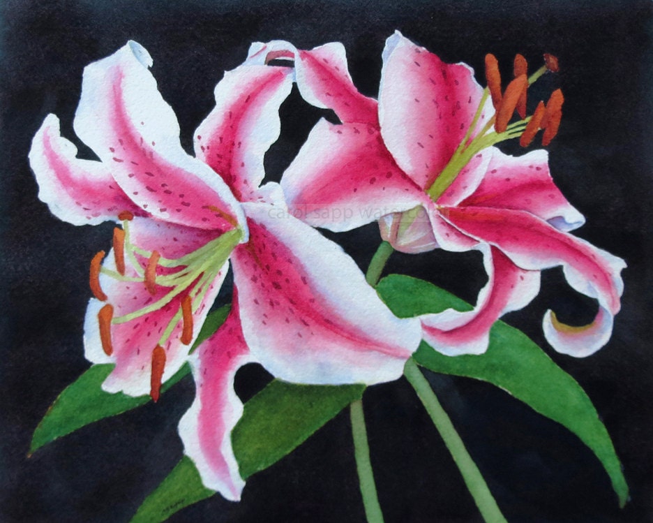 stargazer lilies watercolor-lily painting-botanical watercolor-botanical  painting-lilies watercolor-flower watercolor-flower art