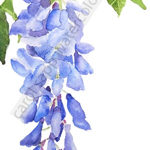 Wisteria watercolor-wisteria painting-wisteria art-fine art print-wisteria print-flower watercolor-flower painting-botanical watercolor