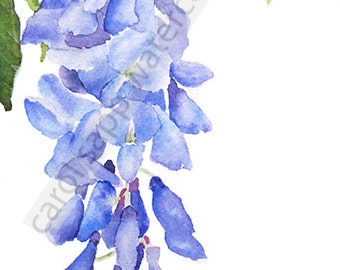 Wisteria watercolor-wisteria painting-wisteria art-fine art print-wisteria print-flower watercolor-flower painting-botanical watercolor