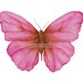 see more listings in the Butterfly Prints section