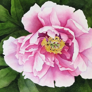 peony watercolor-peony painting-tree peony watercolor-tree peony painting-garden art-flower watercolor-flower painting-pink peony watercolor