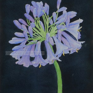 agapanthus lily watercolor-agapanthus painting-botanical watercolor-botanical art-flower watercolor-flower painting-fine art print