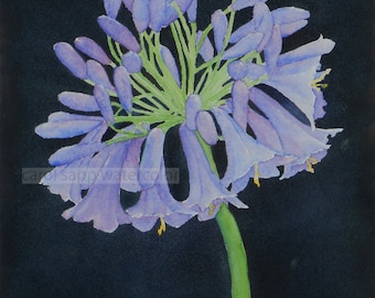 agapanthus lily watercolor-agapanthus painting-botanical watercolor-botanical art-flower watercolor-flower painting-fine art print