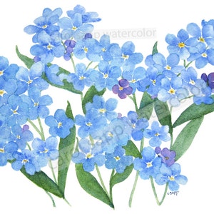 forget me nots watercolor-forget me nots painting-flower watercolor-flower painting-spring flowers-flower art-fine art print-blue flowers