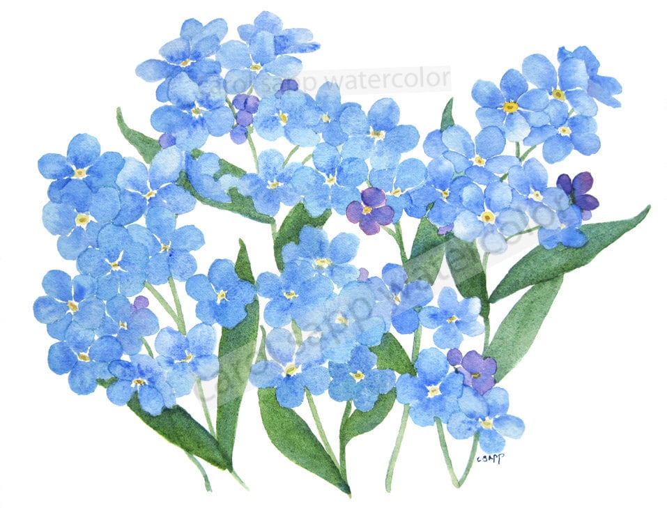 Forget Me Nots Watercolor Forget Me Nots Painting Flower Etsy