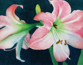 amaryllis watercolor-amaryllis painting-pink amaryllis-flower watercolor-flower painting-garden painting-botanical watercolor-botanical art