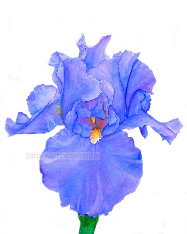 Iris watercolor clearance