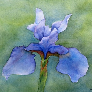 iris watercolor-iris painting-iris art-blue iris-purple iris-flower painting-flower watercolor-flower art-botanical art-archival print