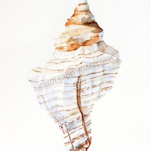 sea shell watercolor-shell painting-beach decor-beach house-ocean-beach art-sea shell