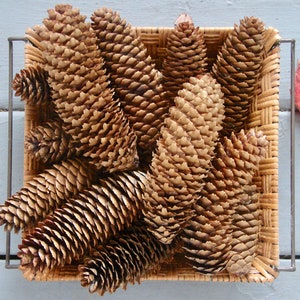 May include: A square woven wicker basket with metal handles filled with numerous brown pine cones of varying sizes. The pine cones have a textured, layered scale pattern and are arranged in a dense cluster within the container.