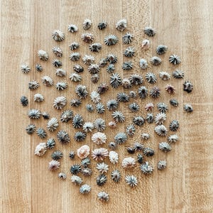 50 mini Hawaïaanse opihischelpen - valse opihi-limetschelpen voor ambachten en sieraden