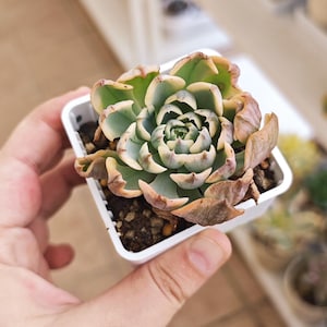 Echeveria Raindrops variegated