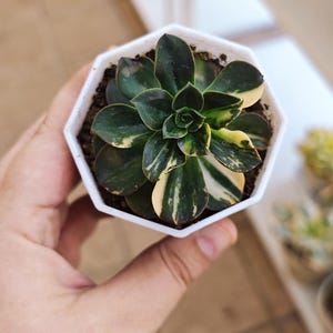 Echeveria Melaco variegated