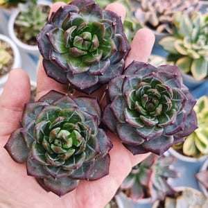 Echeveria Louis Vuitton, live plant, korean succulent