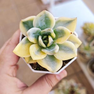 Echeveria Elizabeth variegated, suculentas unique, live plant