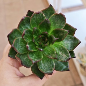 Echeveria Black gantz variegated