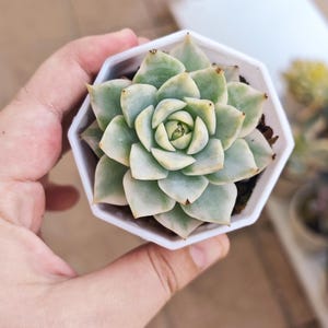 Echeveria Pink tips variegated, piante grasse, live plant