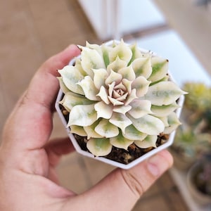 Echeveria Pink butterfly variegated, korean succulent, live plant