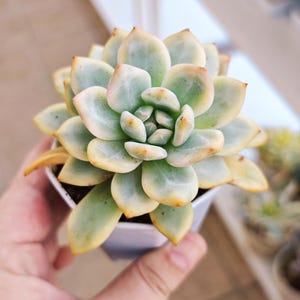 Echeveria Ariel variegated, rare korean succulent, live plant, piante grasse