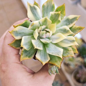 Echeveria Pink Dragon variegated, korean succulent,live plant