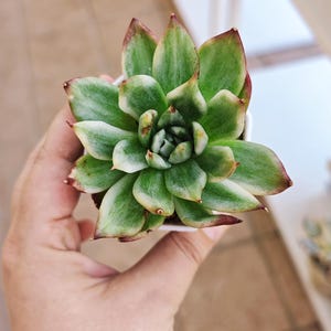 Echeveria Blue Jean Maria variegated