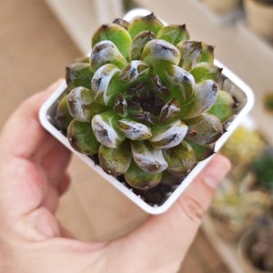 Echeveria Gemstone, korean succulent, live plant