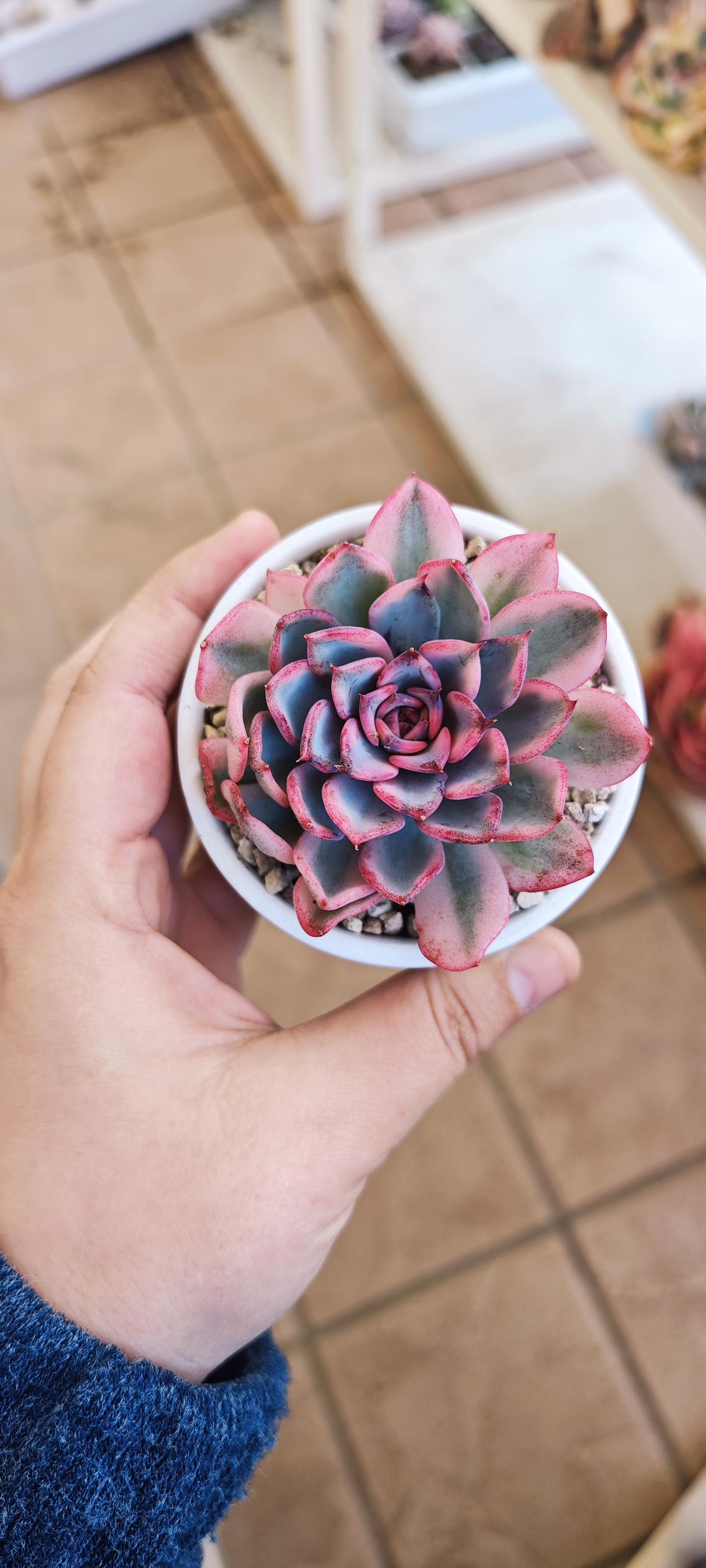 Echeveria Blue Enchantress Variegated, Live Plant, Succulent