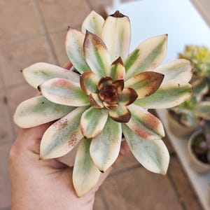 Echeveria Downey variegated Echeveria Safflower variegated Echeveria Flaming Mountain, korean succulent, live plant, rare plant, piante gras