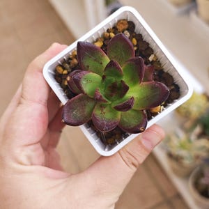 Echeveria Hongsi