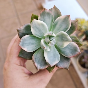 Echeveria Flower wind variegated
