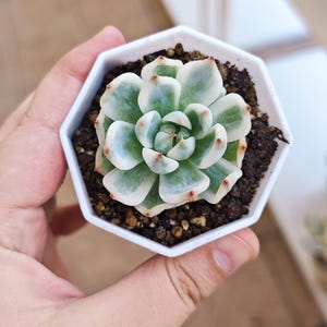 Echeveria Chihuahuensis variegated