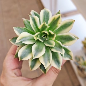 Echeveria Melanie variegated