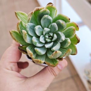 Echeveria Eagle variegated