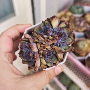 Peut inclure: Gros plan d'une plante succulente aux feuilles texturées, vertes, violettes et brunes, dans un pot carré blanc. La photo met en valeur les couleurs et la forme uniques de la plante.