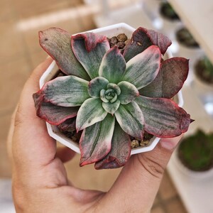 Echeveria Lejong variegated, rare succulent, unique succulent plant