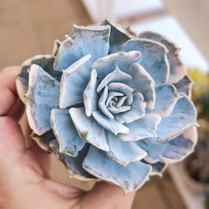 A porcelain doll Echeveria Lilacina variegated, live plant, succulent