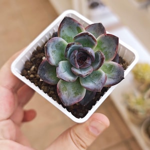 Echeveria Odette