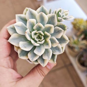 Echeveria Erica variegated