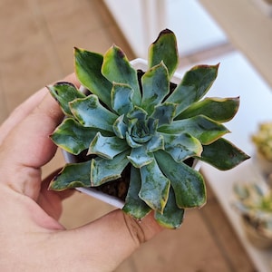 Echeveria Dark ice variegated