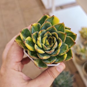 Echeveria Orion variegated