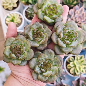Echeveria Honey blossom