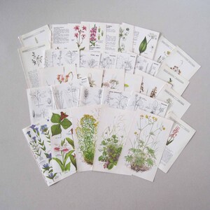 May include: A collection of vintage botanical prints featuring detailed illustrations of various flowers and plants. The prints showcase a mix of colored drawings and black and white sketches, with some including scientific labels and text.