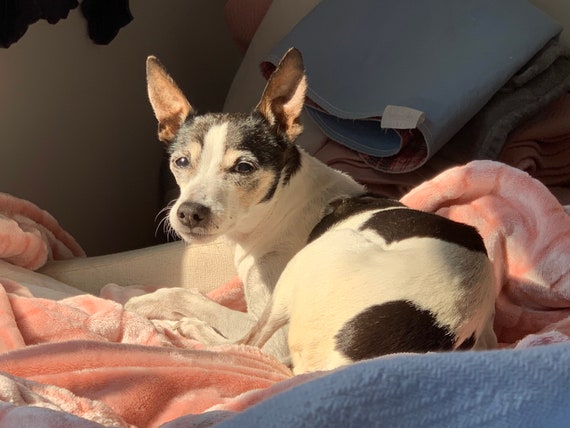 Beautiful Earrings, 2 Rows with a Teardrop 1 1/4"… - image 10