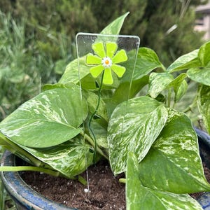 May include: A clear glass plant stake featuring a lime green flower with a white and orange center. The flower is mounted on a thin, green stem. The stake is placed in a pot with green and white variegated leaves.