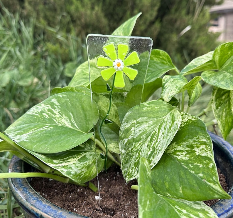 May include: A clear glass plant stake featuring a lime green flower with a white and orange center. The flower is mounted on a thin, green stem. The stake is placed in a pot with green and white variegated leaves.