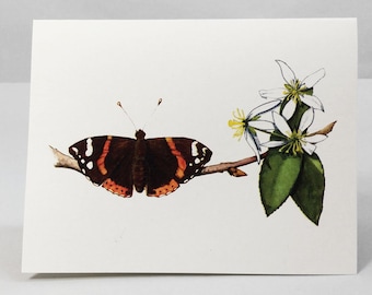 Red admiral butterfly note card.  Watercolor painting of a butterfly on a notecard. Natural history facts on back.