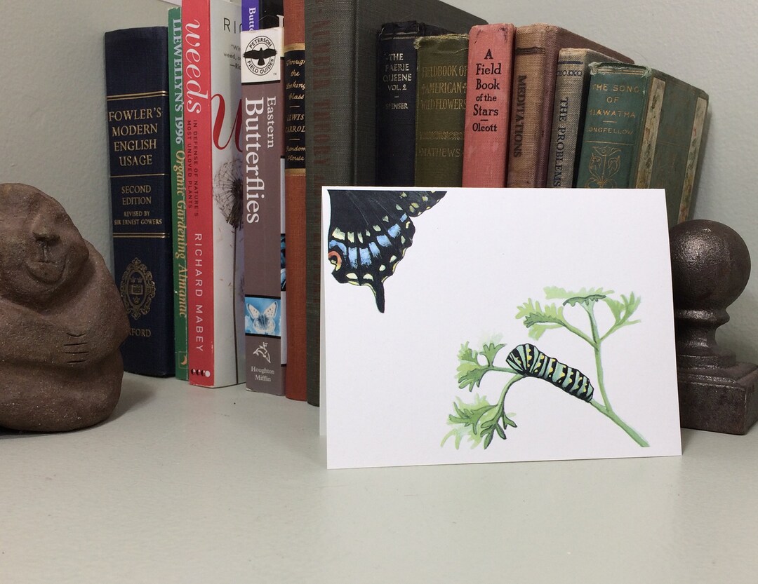 Black Swallowtail Butterfly Note Card, With Caterpillar on Parsley ...